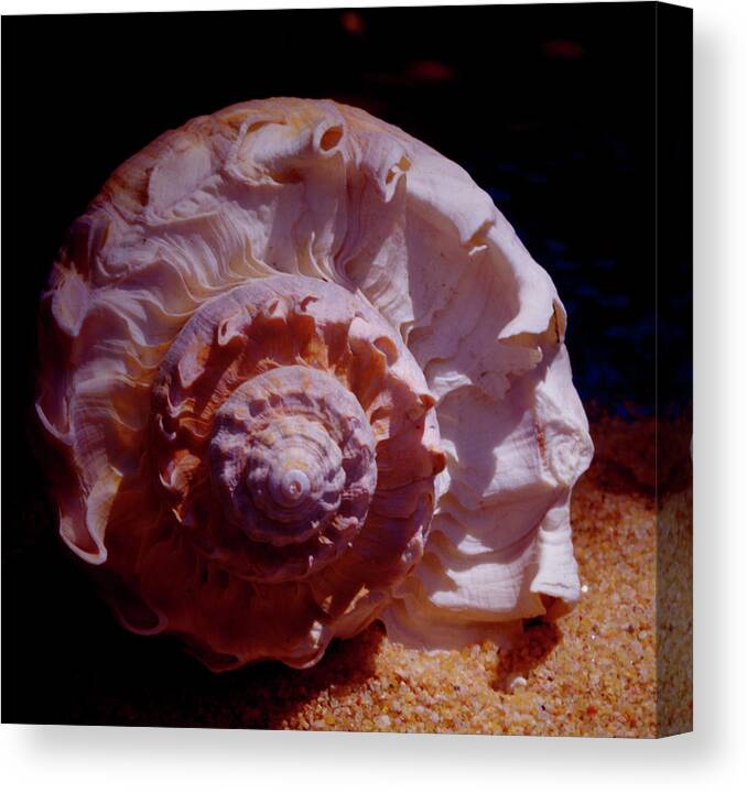 Shell Canvas Print featuring the photograph Sea Treasure by Bess Carter
