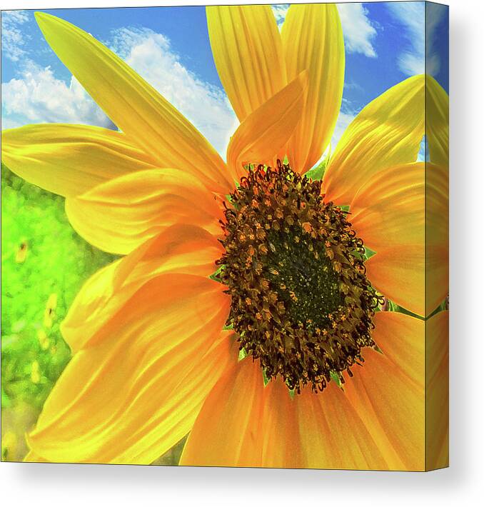Flowers Canvas Print featuring the photograph Shining In The Sun by John Anderson