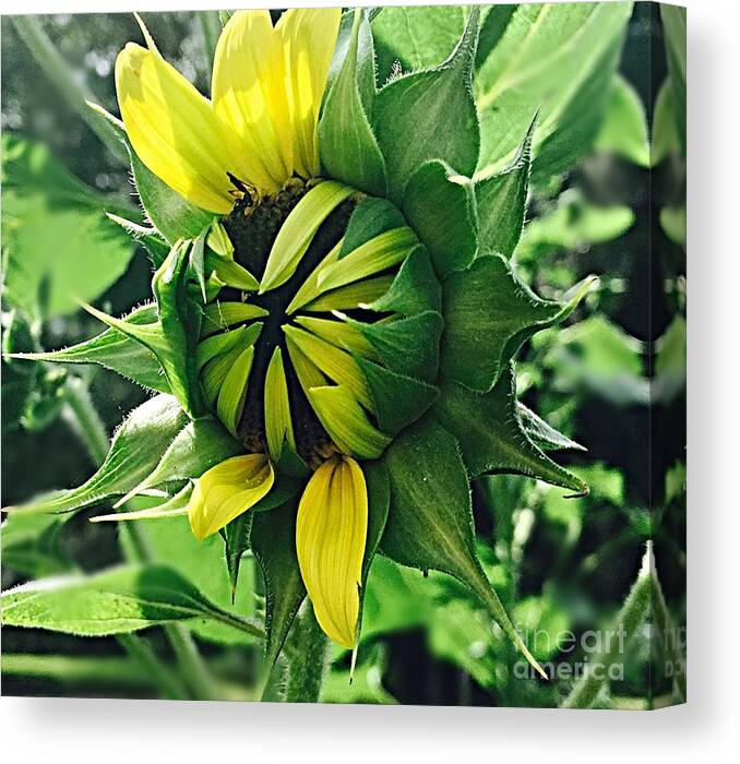 Shy Sunflower Bloom Canvas Print featuring the photograph Shy Sunflower Bloom by Carol Riddle