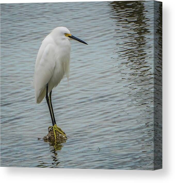 Dunedin Canvas Print featuring the photograph Snowy Egret by Jane Luxton