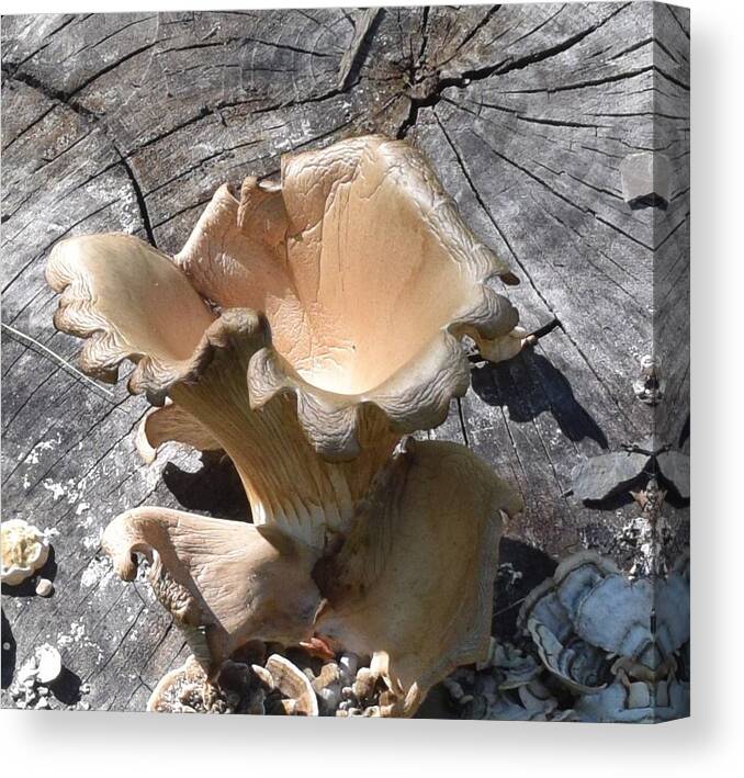 Mushroom Canvas Print featuring the photograph Stump Mushroom I by R Allen Swezey