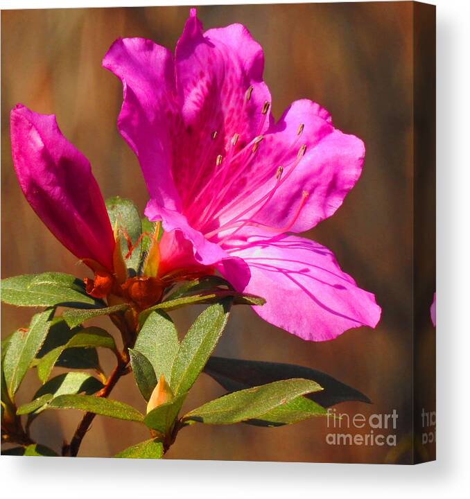 Flower Canvas Print featuring the photograph The Blossoming by Jan Gelders