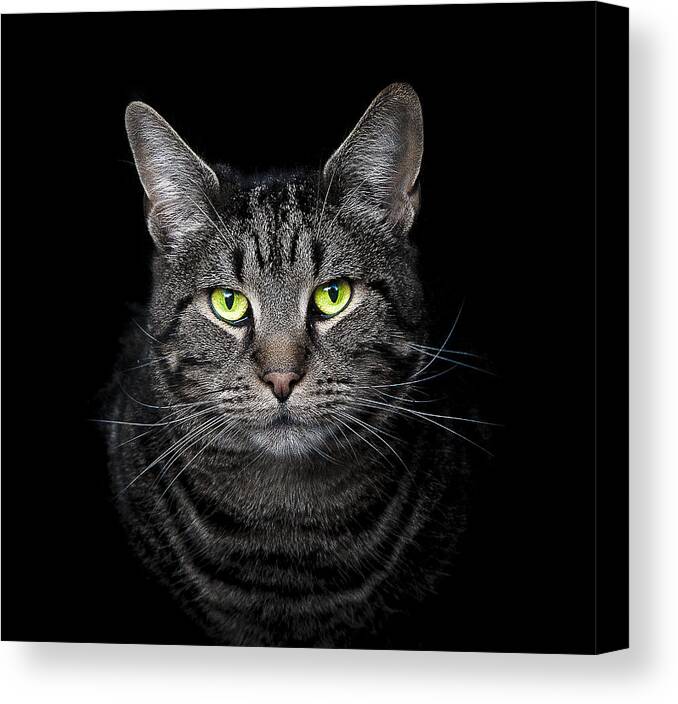 Cat Canvas Print featuring the photograph The Hypnotist by Paul Neville
