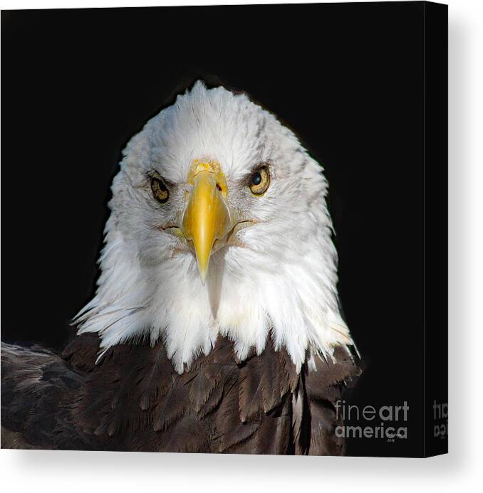 Bird Canvas Print featuring the photograph USA Proud by DB Hayes