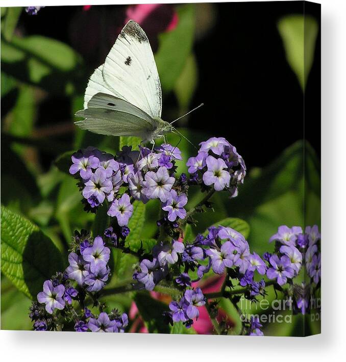 White Canvas Print featuring the photograph White Butterfly by Louise Magno