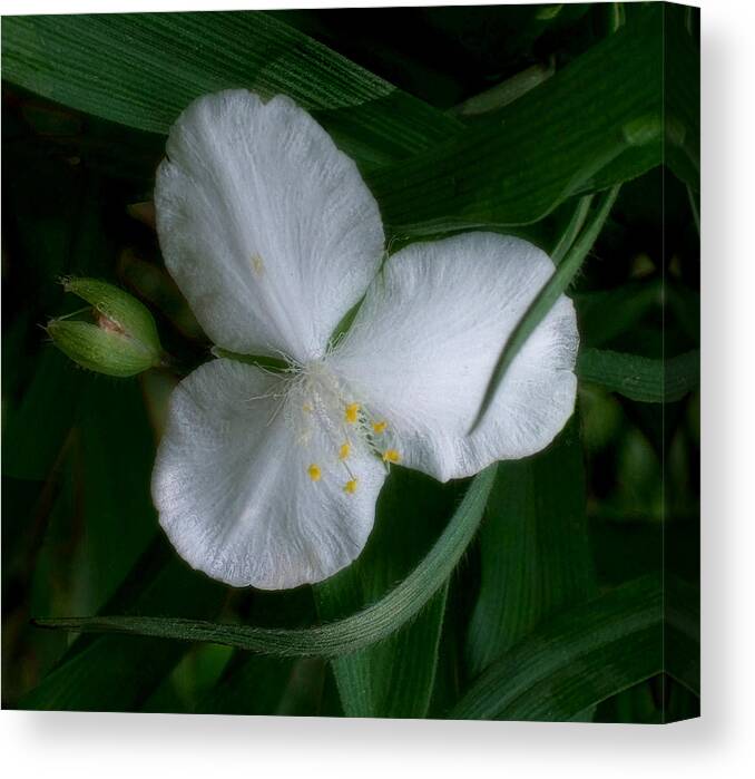 Spiderwort Canvas Print featuring the photograph White Spiderwort Blossom by Louise Kumpf
