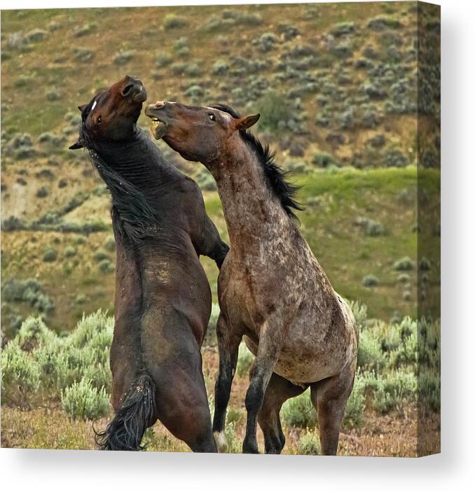 Horse Canvas Print featuring the photograph Wild Mustang Stallions Fighting by Waterdancer