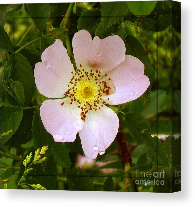 Rose Canvas Print featuring the photograph Wild Rose by Deborah Johnson