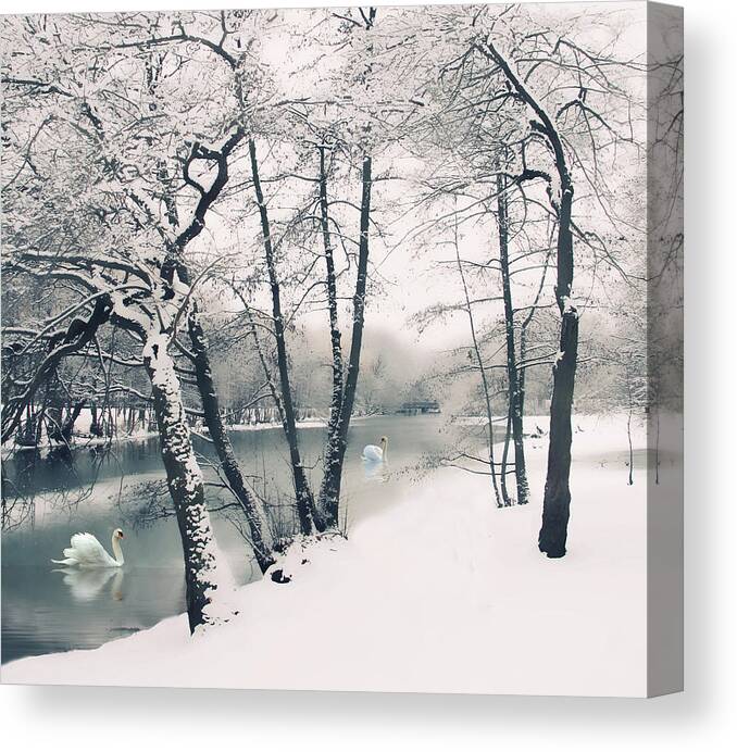 Winter Canvas Print featuring the photograph Winter's Grace by Jessica Jenney