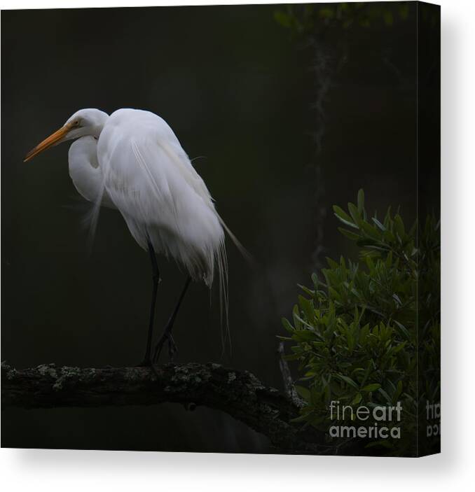 Egret Canvas Print featuring the photograph Wispy Great White Heron by Dale Powell