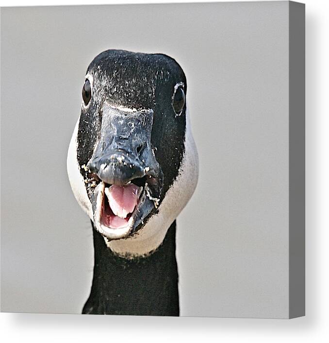 Goose Canvas Print featuring the photograph Wwhhaaat by Robert Pearson