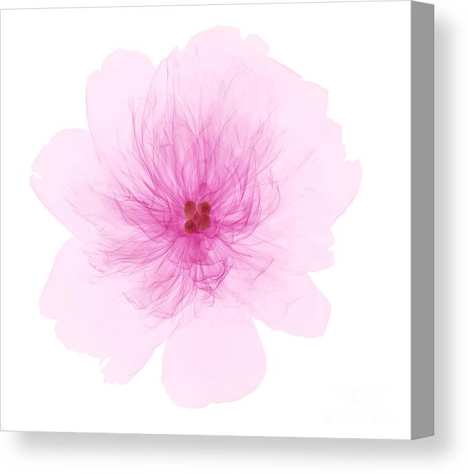 Xray Canvas Print featuring the photograph X-ray Of Peony Flower by Ted Kinsman