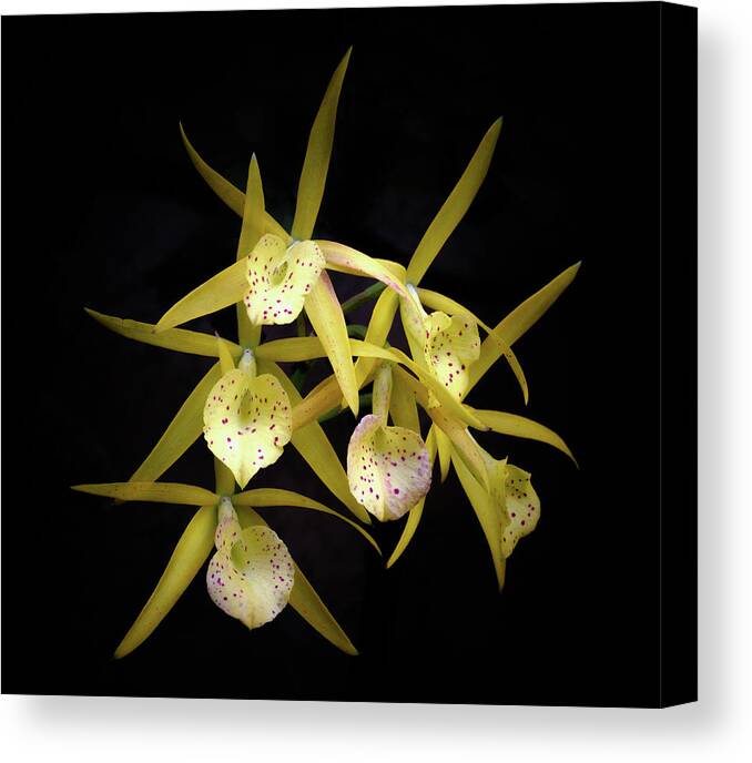 Yellow; Orchids Canvas Print featuring the photograph Glowing Orchids by Georgette Grossman