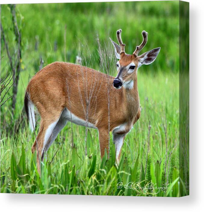 White Tail Deer Canvas Print featuring the photograph Young Buck by Barbara Bowen