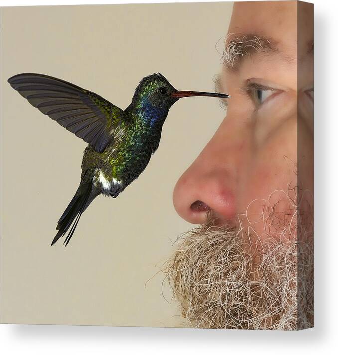 Arizona Canvas Print featuring the photograph Zombie Hummingbird Attack Caught on Camera by Gregory Scott