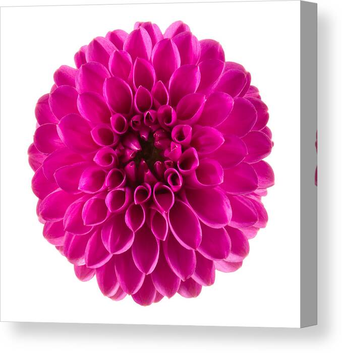 White Background Canvas Print featuring the photograph Dahlia #1 by Vidok