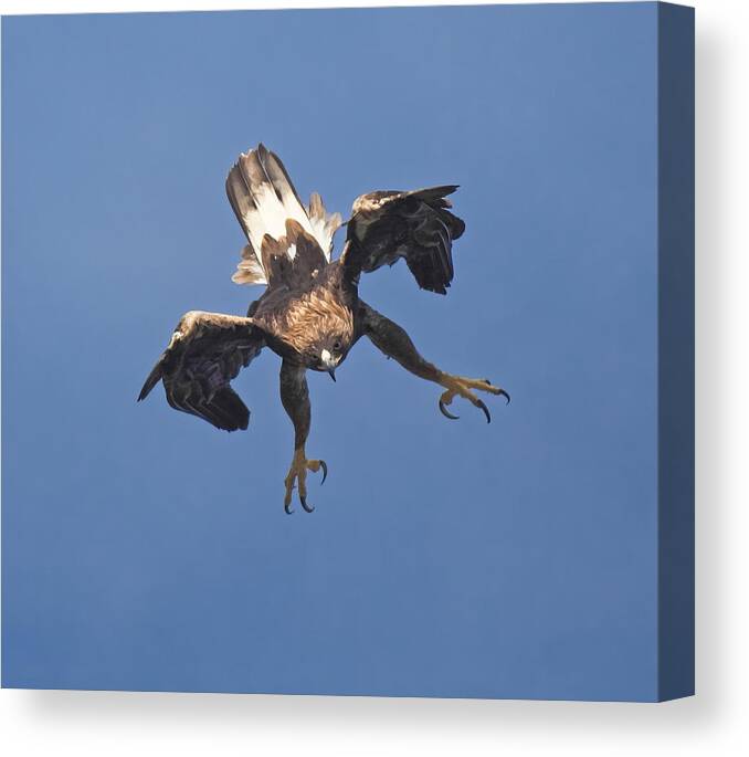 Eagle Canvas Print featuring the photograph Golden Eagle by Gianfranco Barbieri