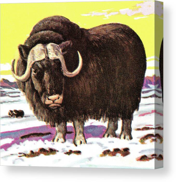 Animal Canvas Print featuring the drawing Yak #1 by CSA Images