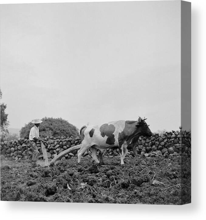 1950-1959 Canvas Print featuring the photograph Jalisco,mexico #4 by Michael Ochs Archives