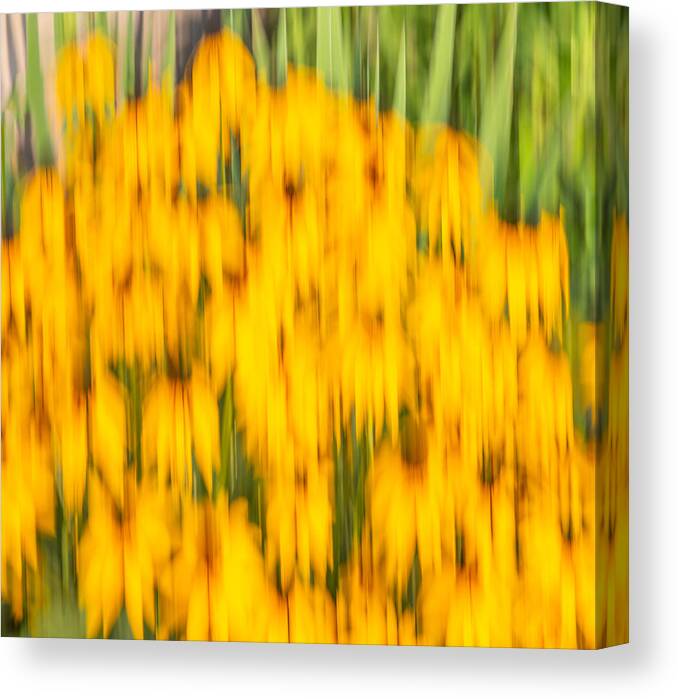 Sunflowers Canvas Print featuring the photograph Abstract Rudbeckia 2018-1 by Thomas Young