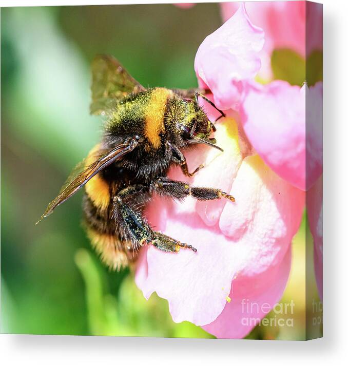  Canvas Print featuring the photograph Bee on flower by Colin Rayner