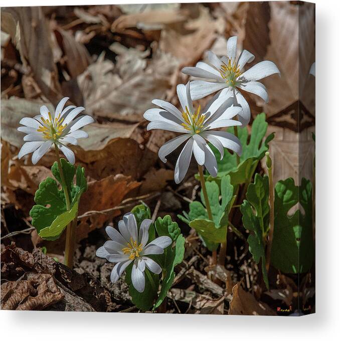 Nature Canvas Print featuring the photograph Bloodroot DFL0939 by Gerry Gantt