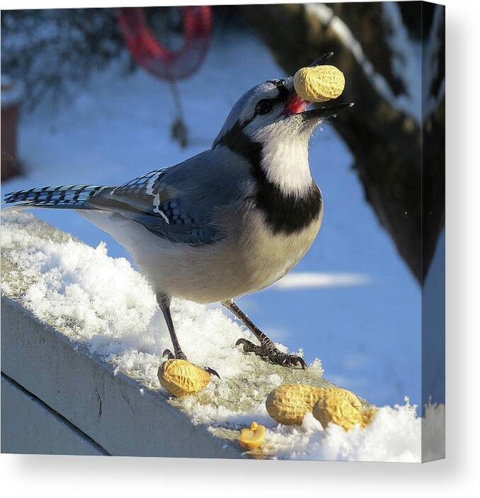 Blue Jay Canvas Print featuring the photograph Blue Jay Tossin' One Back on a Snowy Day by Linda Stern