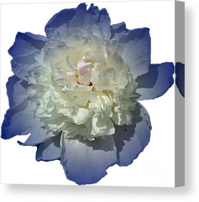 Blue Canvas Print featuring the photograph Blue Peony Flower Designed for Shirts by Delynn Addams