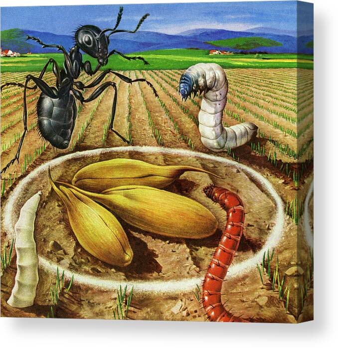 Agriculture Canvas Print featuring the drawing Bugs in a Farm Field by CSA Images