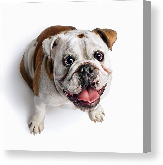 Pets Canvas Print featuring the photograph Bulldog Looking Up by Gandee Vasan