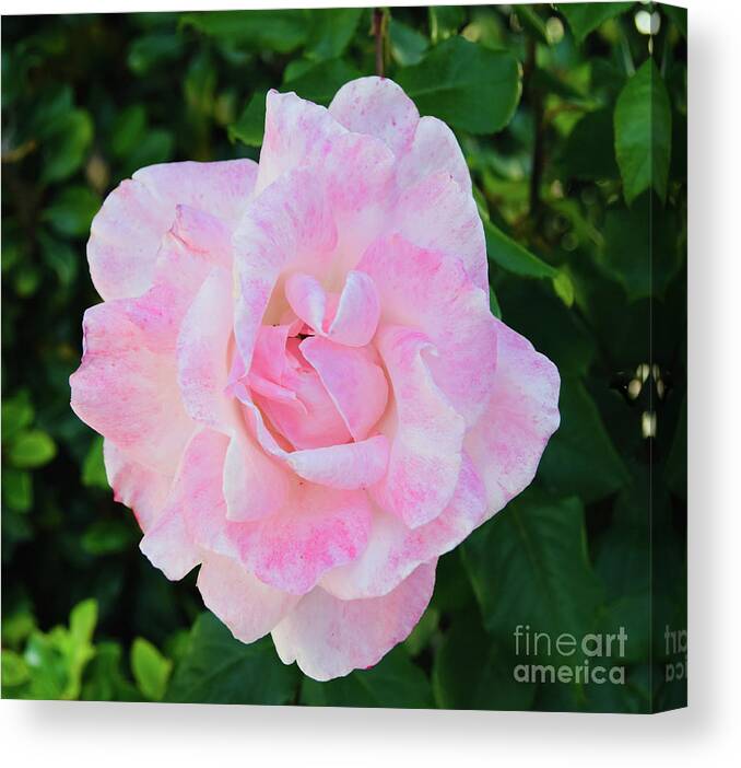 Candy Floss Rose Flower Canvas Print featuring the photograph Candy Floss Rose Flower by Abigail Diane Photography