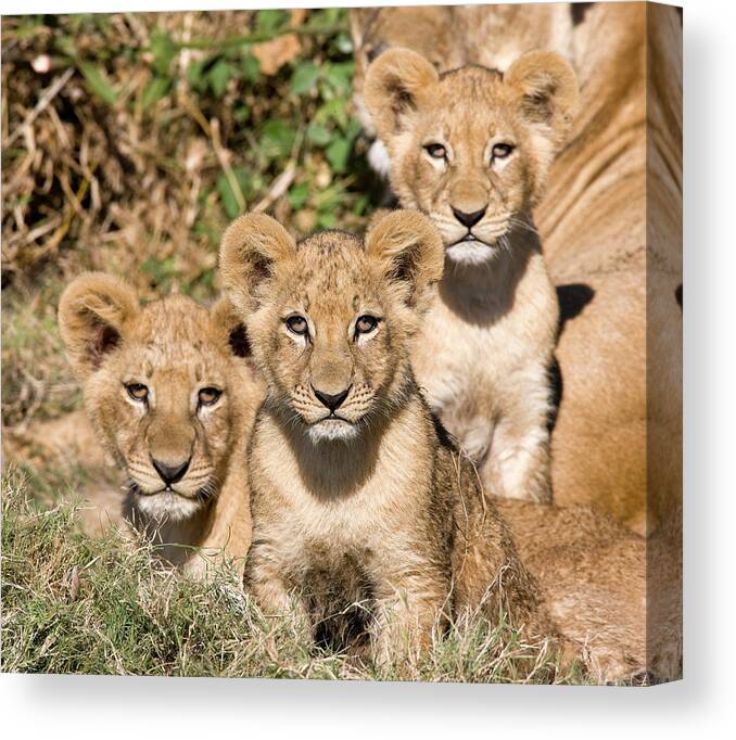 Botswana Canvas Print featuring the photograph Curious Lion Cubs by Pjmalsbury
