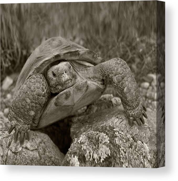 Disk1215 Canvas Print featuring the photograph Desert Tortoise Arizona by Tim Fitzharris
