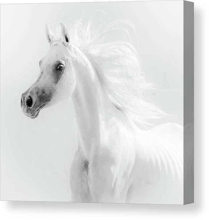 Horse Canvas Print featuring the photograph Dream Horse by Alaa El Deeb