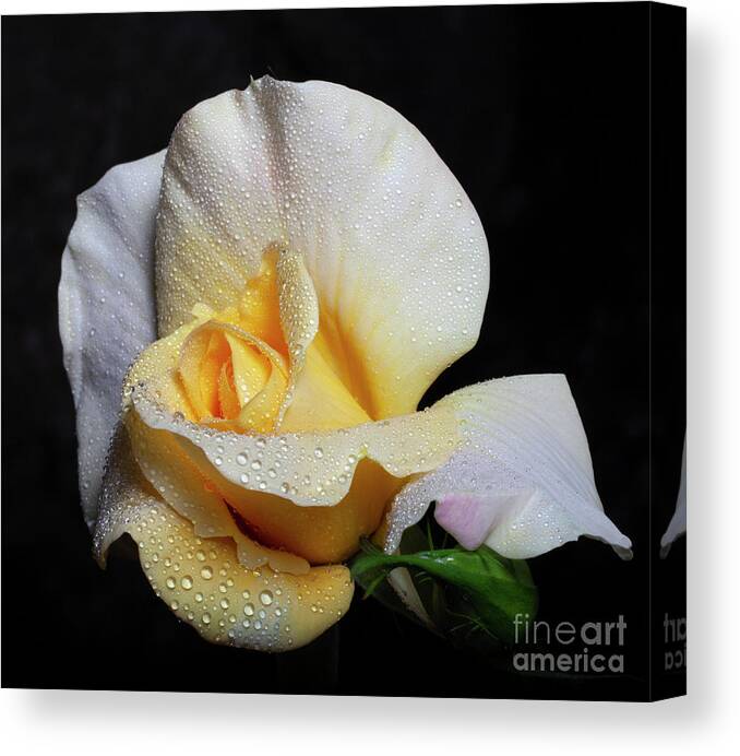 Yellow Canvas Print featuring the photograph Emergent by Doug Norkum