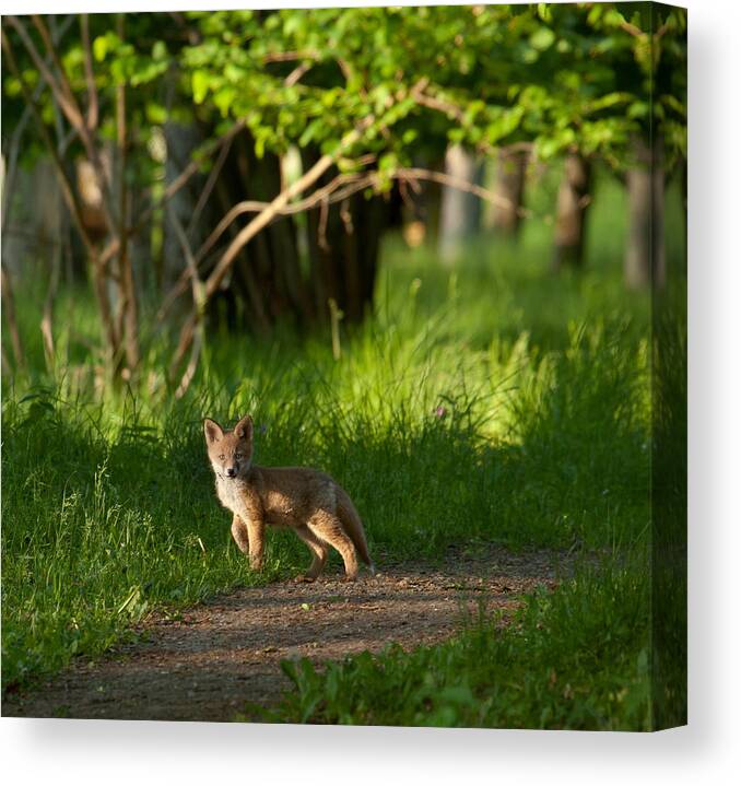 Nature Canvas Print featuring the photograph Fox Kid In The Woods by Allan Wallberg