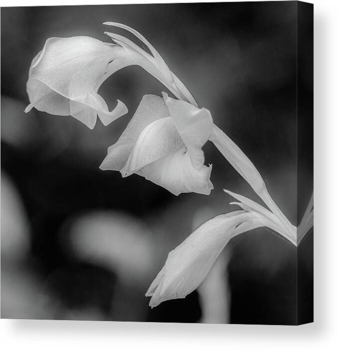 Gladiola Canvas Print featuring the photograph Fragile Flower by Marcy Wielfaert