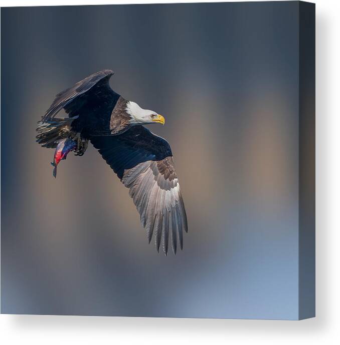 Flight Canvas Print featuring the photograph Gocha! by Ruiqing P.