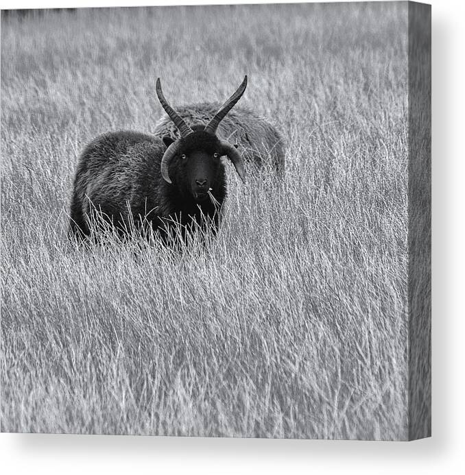 Sheep Canvas Print featuring the photograph Hebridean Sheep Monochrome by Jeff Townsend
