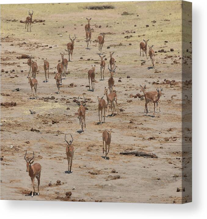Impala Canvas Print featuring the photograph Impala Coming to Water by Ben Foster