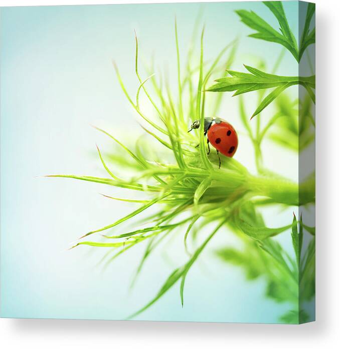 Grass Canvas Print featuring the photograph Ladybug by Jasmina007