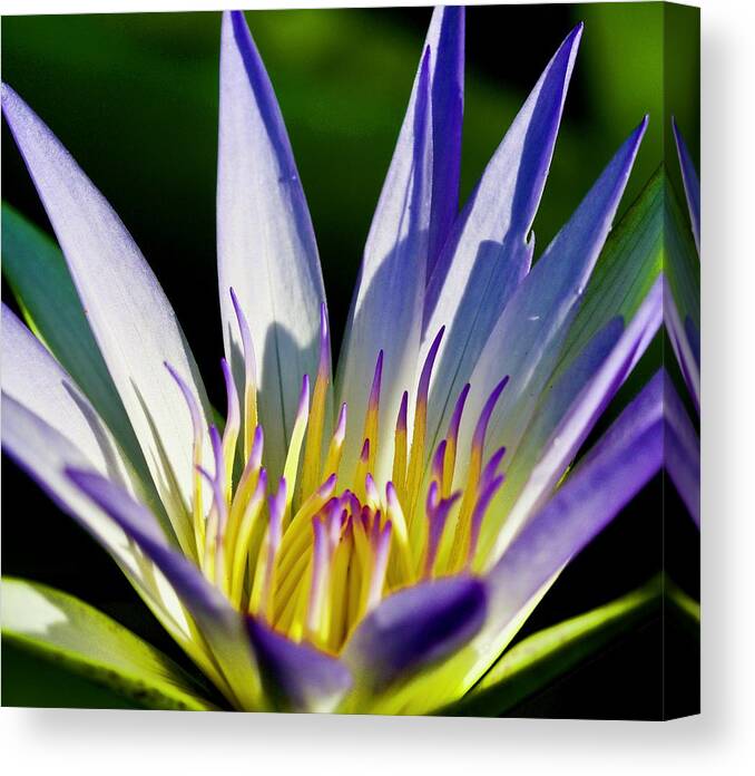 Florida Canvas Print featuring the photograph Lovely Purple WaterLily on a Summer Day by L Bosco