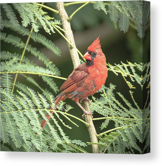 Cardinal Canvas Print featuring the photograph Male Cardinal by Lori Rowland