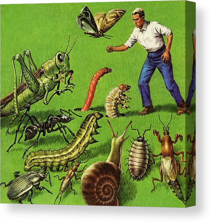 Adult Canvas Print featuring the drawing Man and Giants Bugs by CSA Images