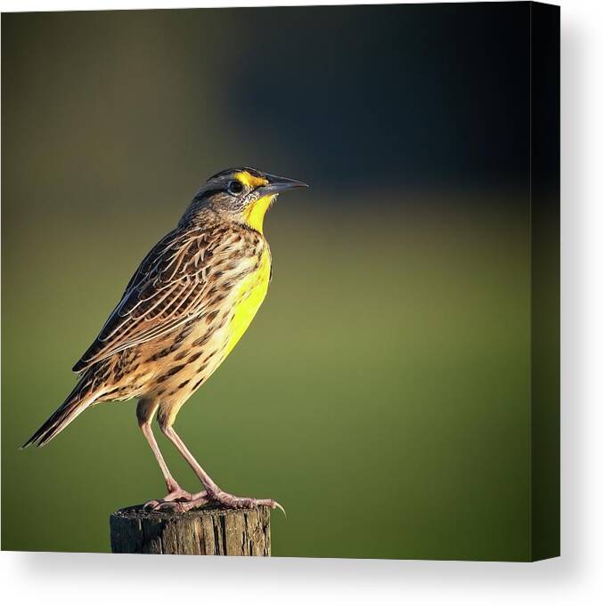 Nature Canvas Print featuring the photograph Meadowlark No 1 by Steve DaPonte