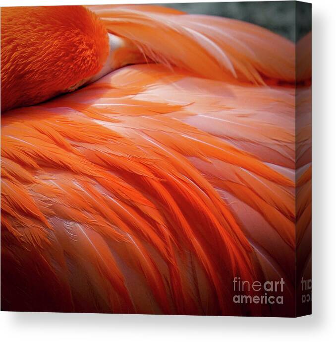 Flamingo Canvas Print featuring the photograph Pink Feathers by Susan Rydberg