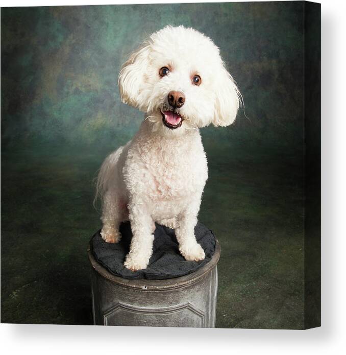 Photography Canvas Print featuring the photograph Portrait Of A Bichon Frise Poodle Mix by Panoramic Images