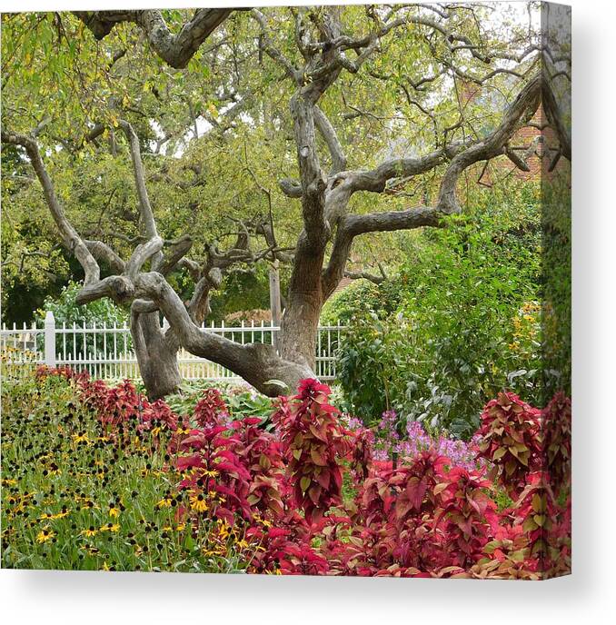 Tree Canvas Print featuring the photograph - Prescott Tree, Portsmouth NH by THERESA Nye