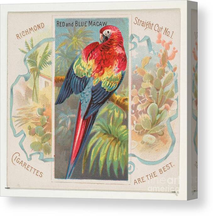 Macaw Canvas Print featuring the drawing Red And Blue Macaw by Heritage Images