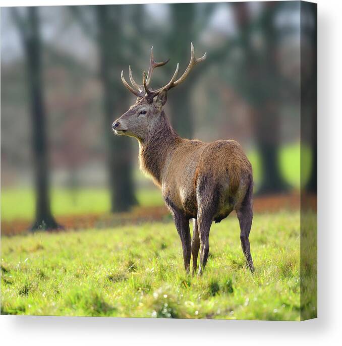 Grass Canvas Print featuring the photograph Red Deer Stag by Colin Carter Photography